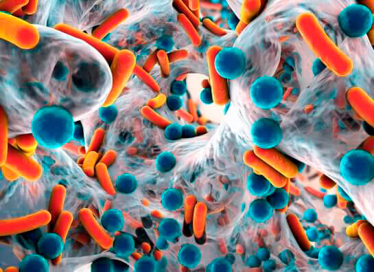 Imagens Bacterias