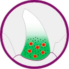 Passo 04